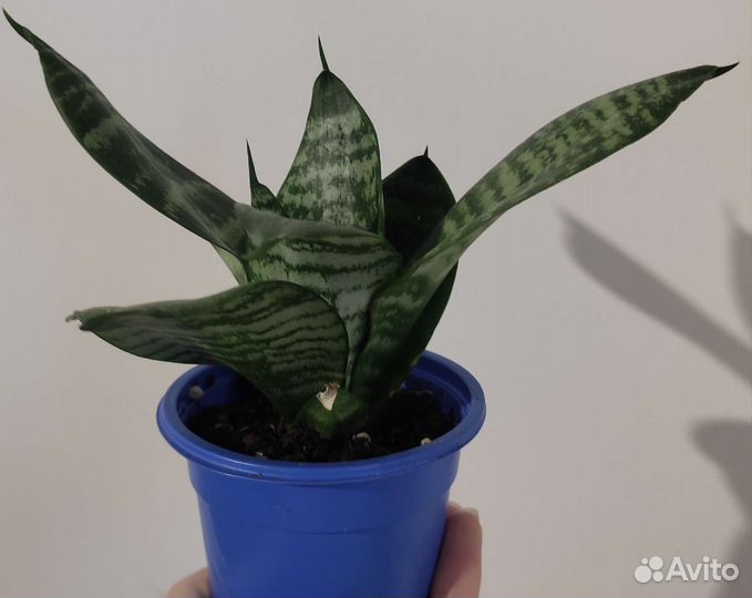 Сансевиерия ханни