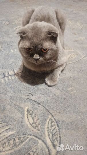 Британская