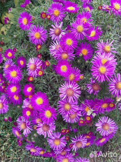 Альпийская астра/сентябринка