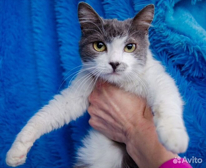 Сабрина нежная 1,5 года, стерилизована