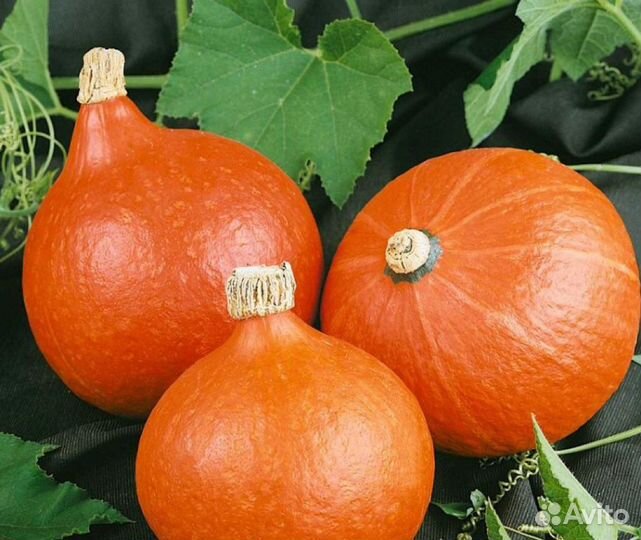 Семена арбузы дыня тыква