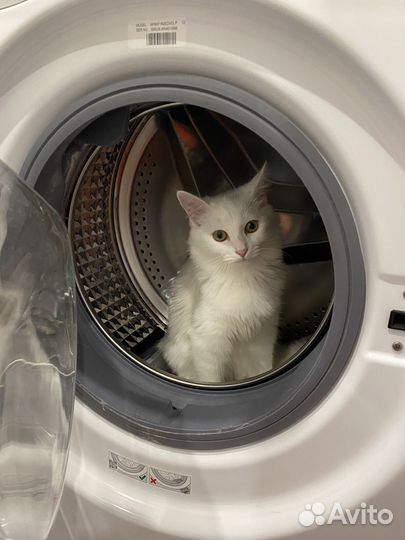 Кошки в добрые руки