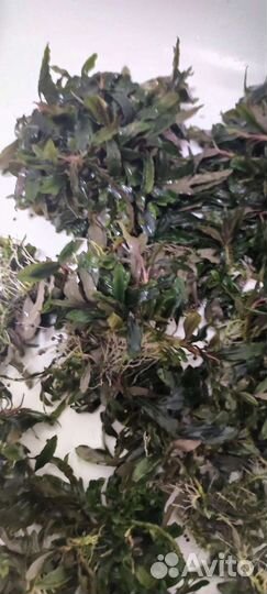 Буцефаландра Bucephalandra sp. Kualakuayan-2