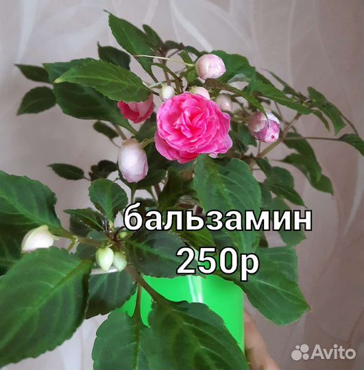 Комнатные цветы