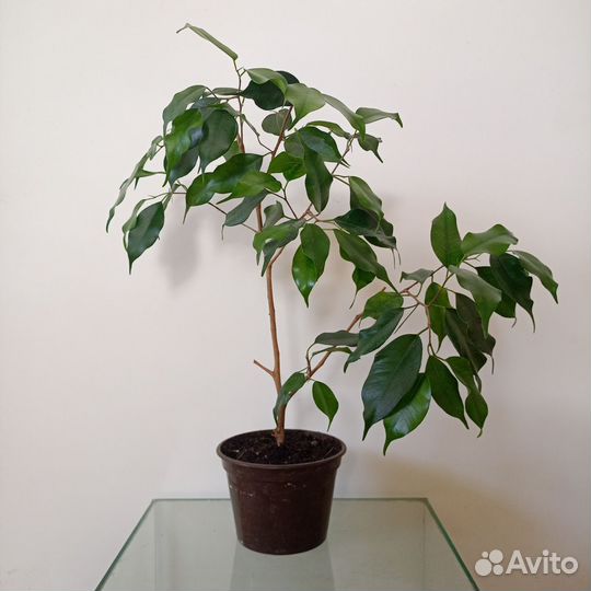 Теневыносливые комнатные растения