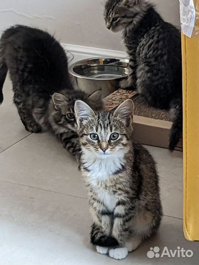 Крошка-кошечка в поисках своего человека