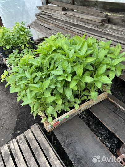 Рассада помидоров томатов, перцы, цветы