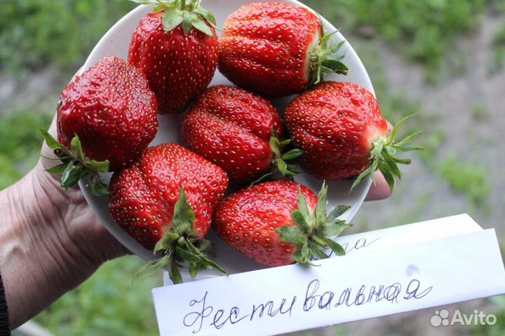 Кустики клубника фестивальная, малина