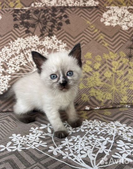 Открыта бронь на котят