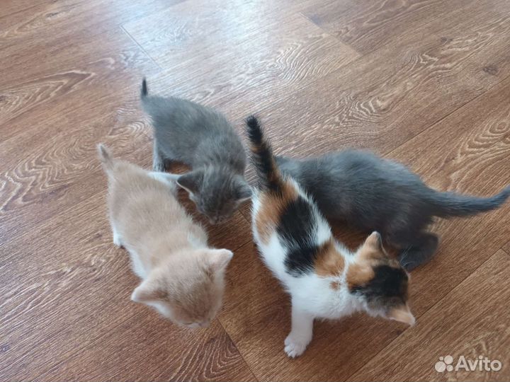 Отдам котят в добрые руки