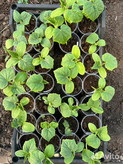 Рассада арбузов, огурцов, тыквы, кабачков, дыни