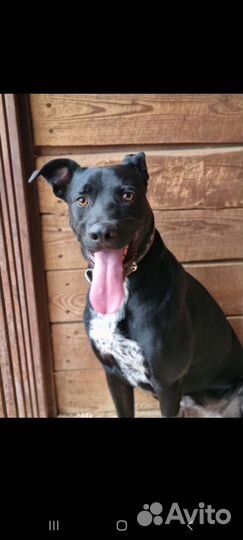 Собака Витас в приюте