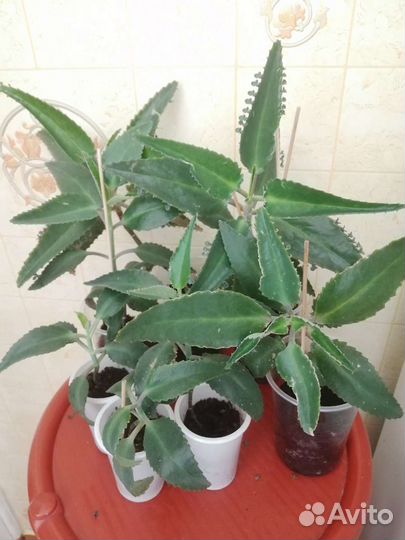 Каланхоэ лечебный