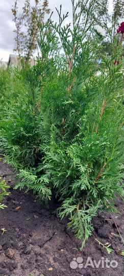 Туи пирамидальные