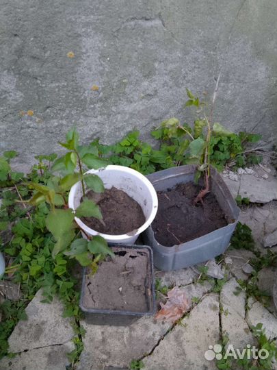 Абрикос рассада.этого года.пару однолетних