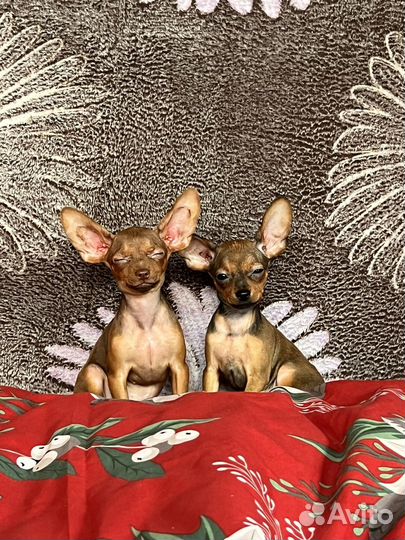 Тои гладкошерстные