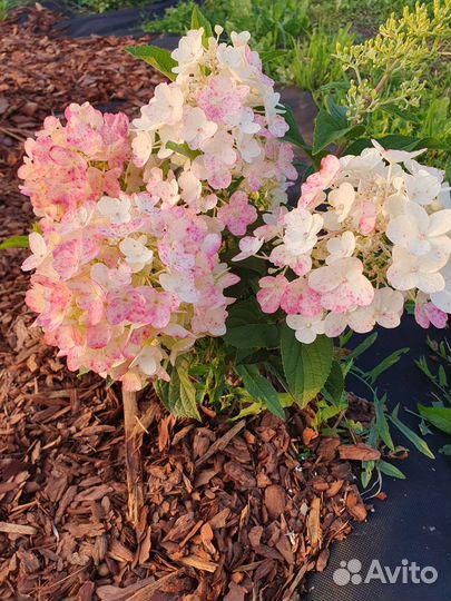 Гортензия Литл блоссом