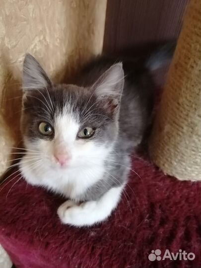 Симпатичный котик ищет дом