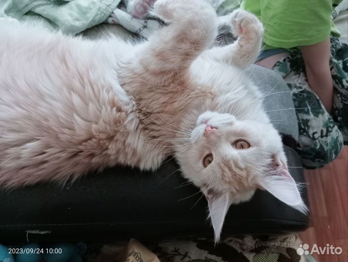 Мейн Кун кошка