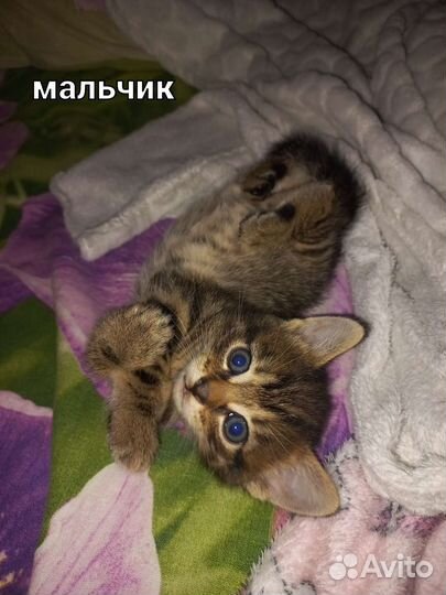 Кошка в дар бесплатно