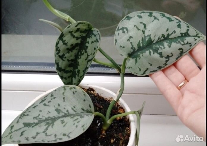 Сциндапсус Silver Lady