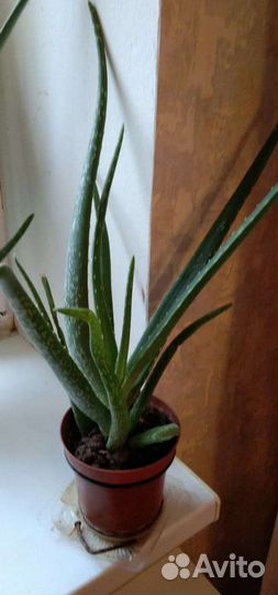 Столетник / алоэ