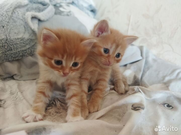 Кошки в добрые руки бесплатно