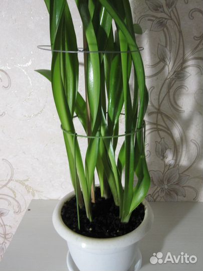 Гиппеаструм амариллис