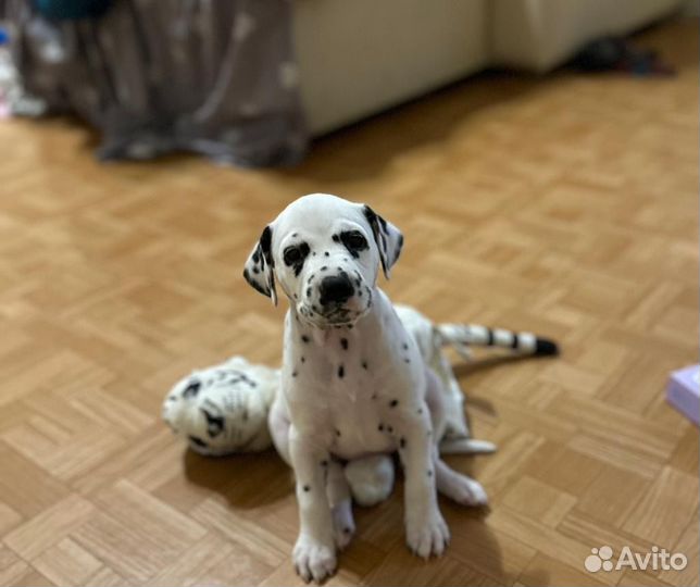 Далматинец щенок