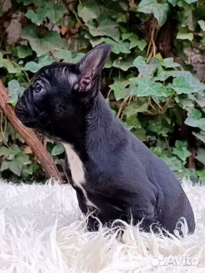 Французский бульдог