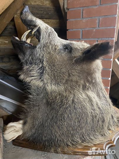 Чучело головы кабана