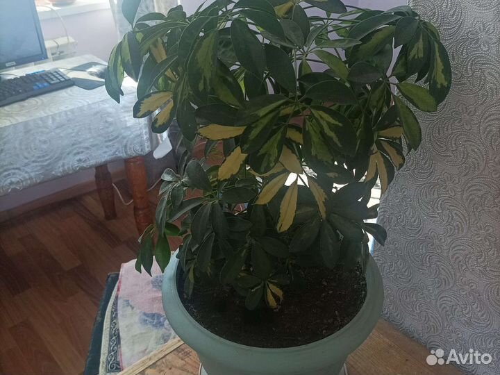 Комнатные цветы шефлера