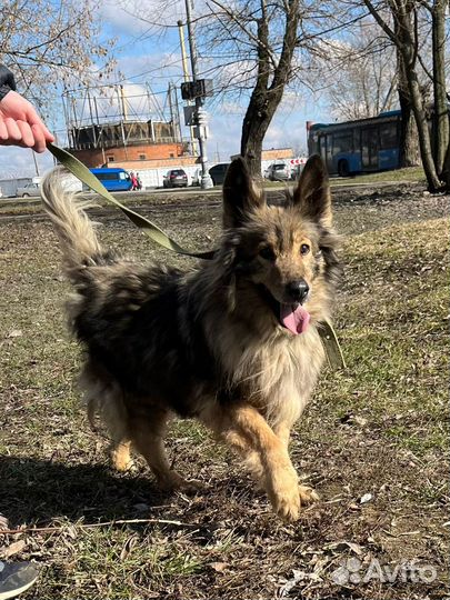 Спокойная, ласковая собака из приюта ищет семью