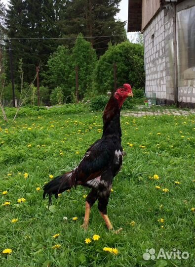 Шамо инкубационное яйцо