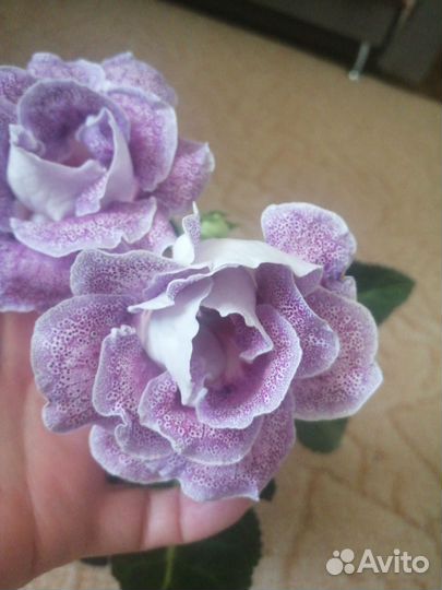 Глоксиния махровая сортовая