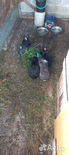 Кролики фландер