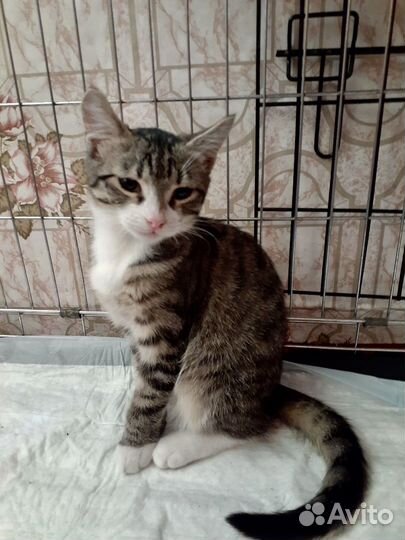 Котенок Миша ищет дом