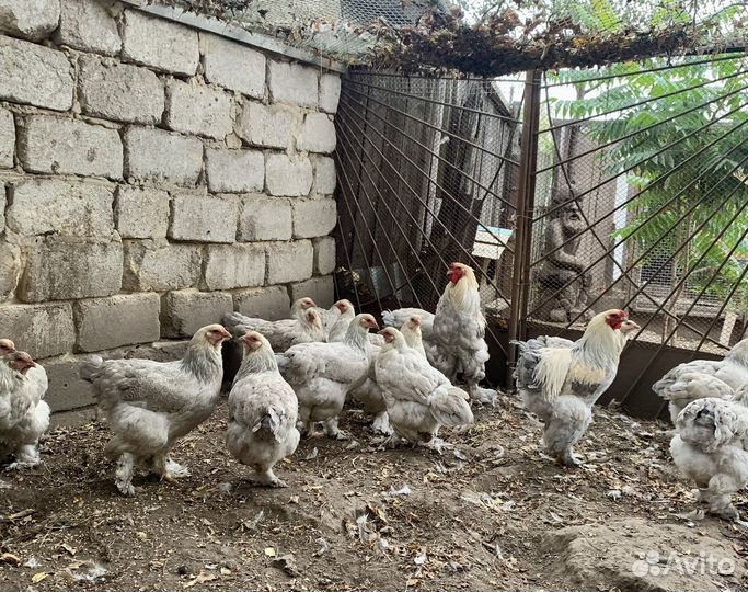 Виандот,брама изабель