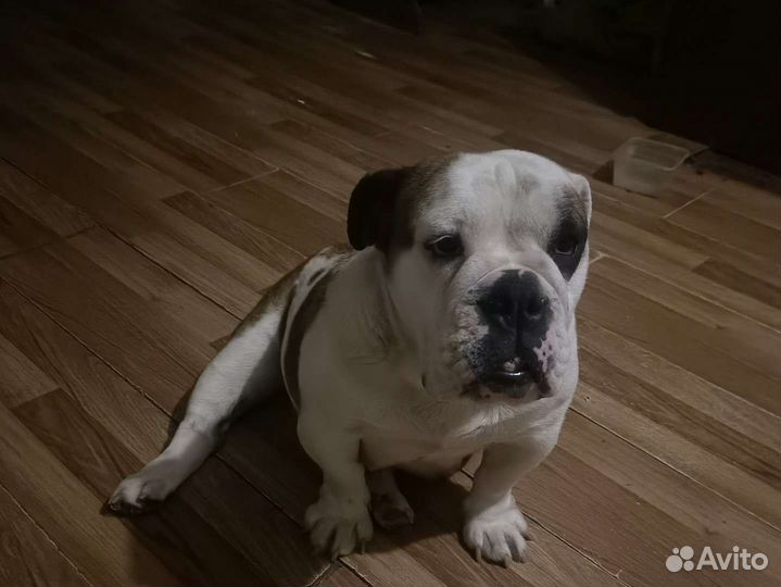 Английский бульдог