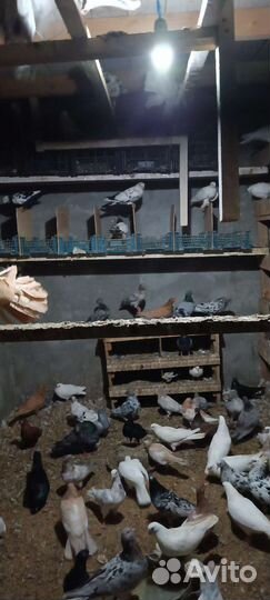 Голуби бойные любого цвета, на продажу