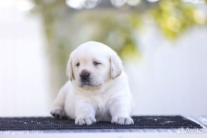 Щенок лабрадора (девочка)