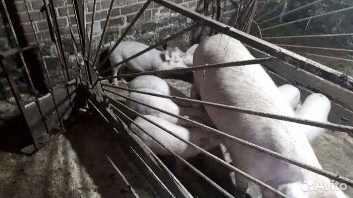 Поросенок. Поросята. Свиньи
