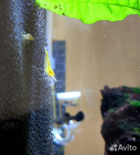 Аквариумные креветки, мексиканские раки, укрытия