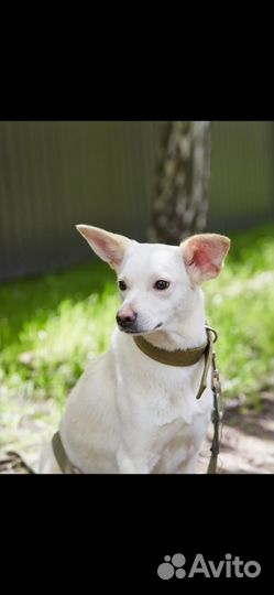 Белая небольшая собачка ищет дом