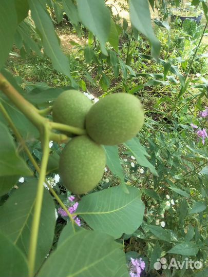 Грецкий орех саженцы