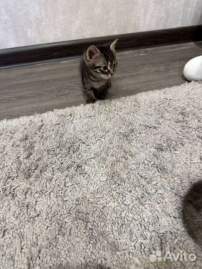 Кошка в дар бесплатно