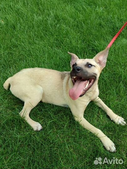 Собака в добрые руки