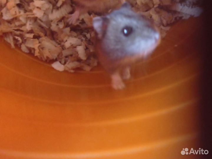 Хомячки сирийские,джунгарские