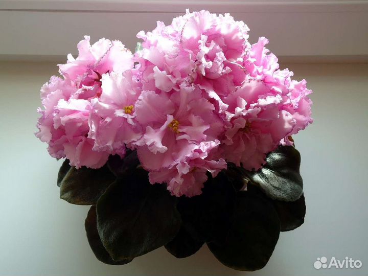 Фиалки детки