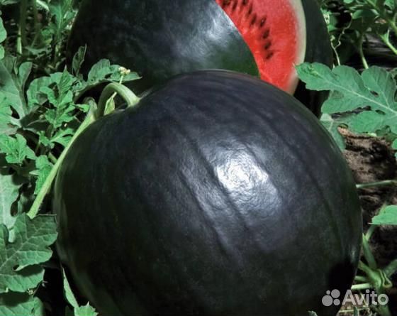 Семена Арбуза 